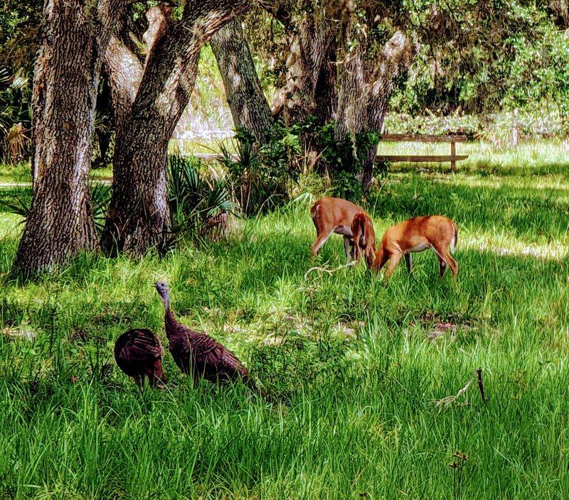 Turkeys, Tortoises, And Deer Act Like They Own The Place Turkeys, Tortoises, And Deer Act Like They Own The Place