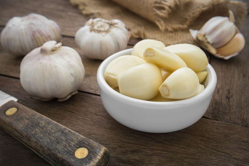 Garlic's Antibiotic Action