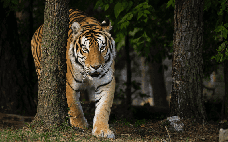 Turpentine Creek Wildlife Refuge, Eureka Springs