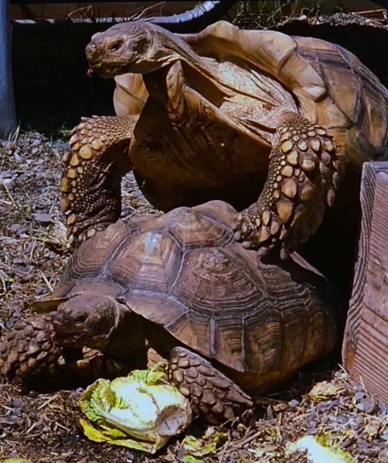 Abundant Wildlife Encounters