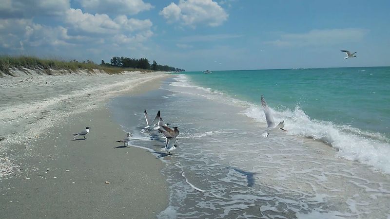 Turtle Beach, Sarasota