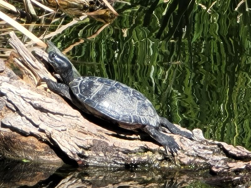Turtles, Bullfrogs, and Other Small Wonders