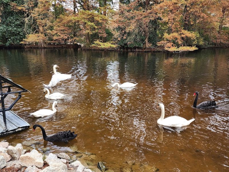 Turtles, Herons, And The Wildlife Beyond The Swans