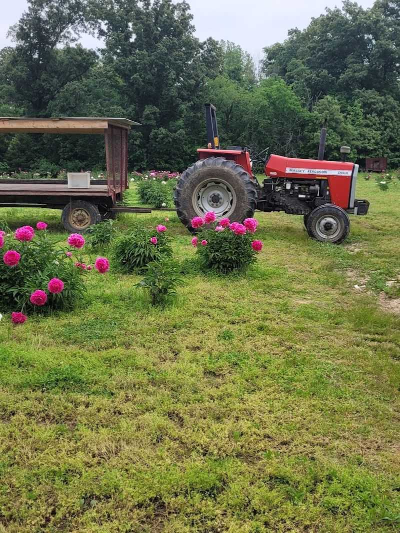 A Springtime Favorite