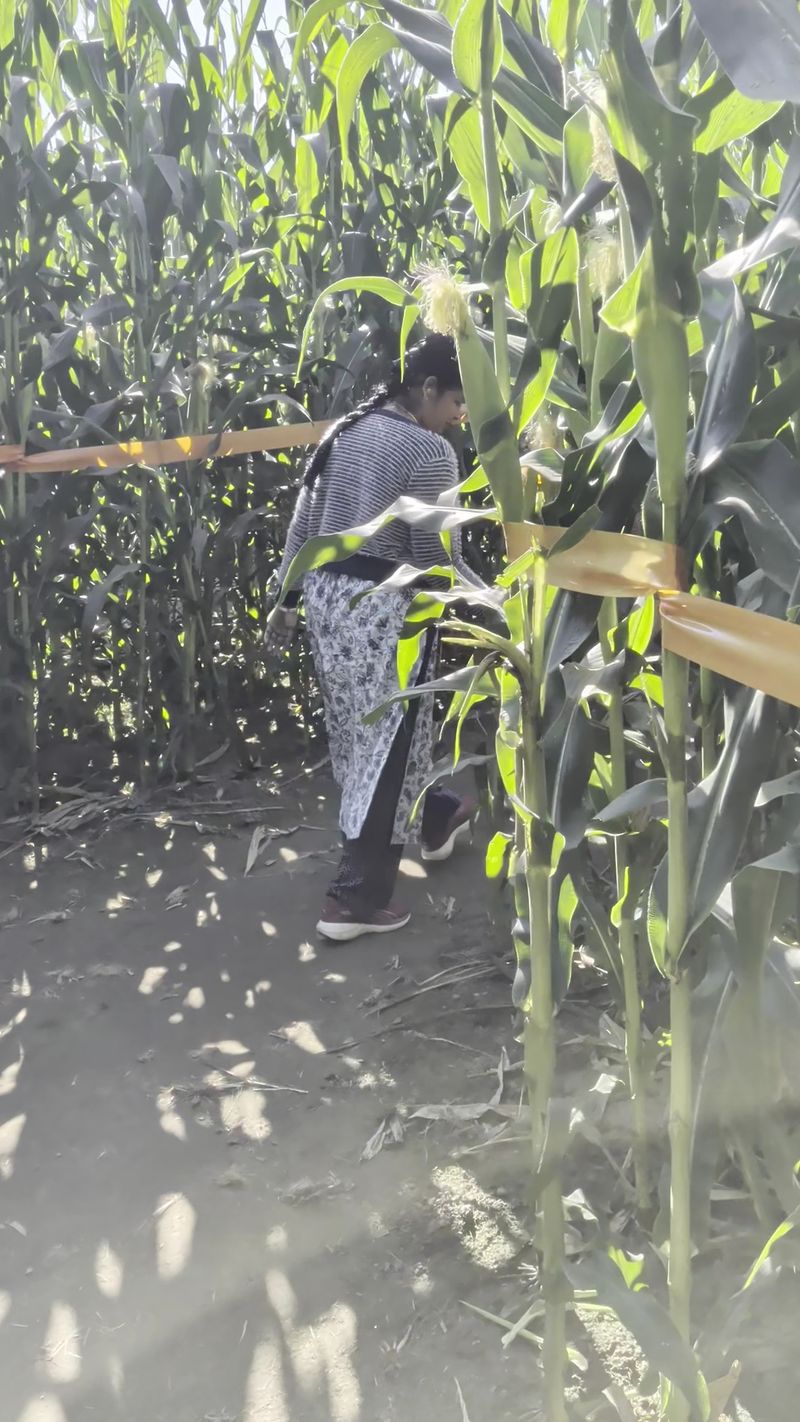Twelve Acres of Twisting Corn Twelve Acres of Twisting Corn