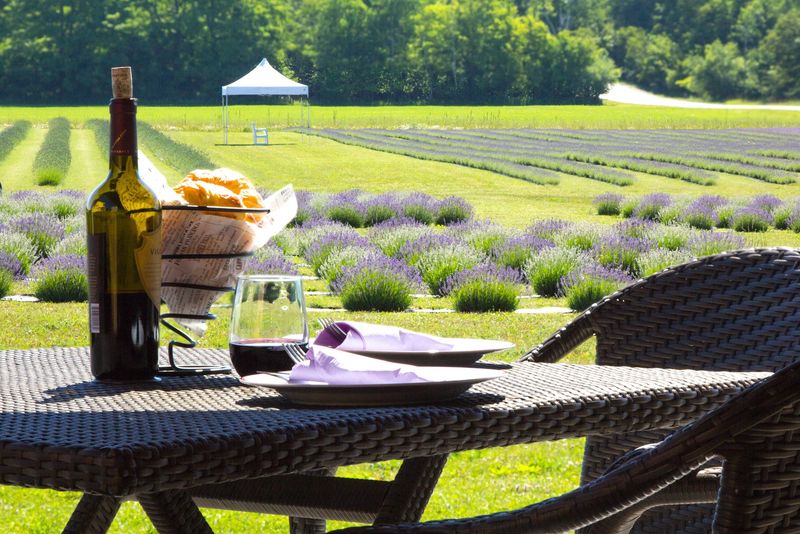Twenty Thousand Plants in Neat Purple Rows