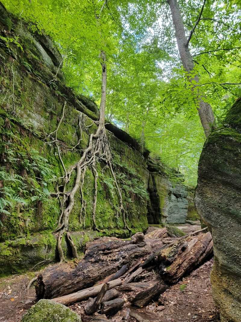 Twisted Roots And A Green Wonderland