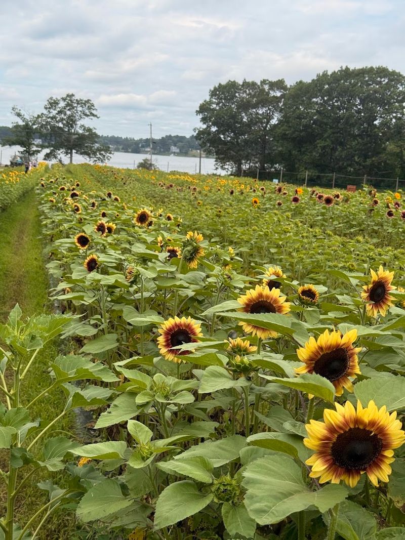 Two Acres Of Pure Sunflower Magic