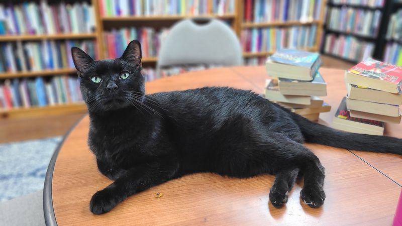 Two Literary Cats Are Officially On Shelf Duty
