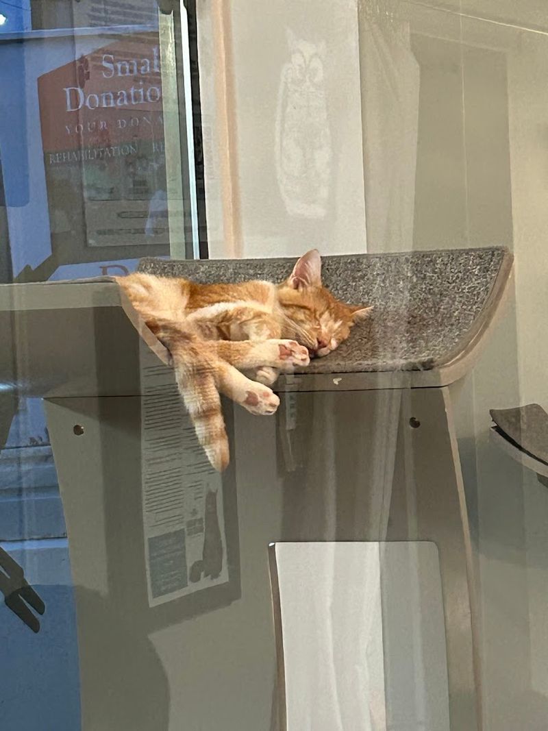 Every Single Cat Is Available for Adoption