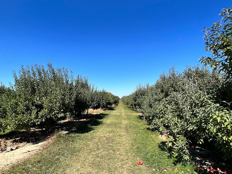 U-Pick Adventures In The Orchards And Patches