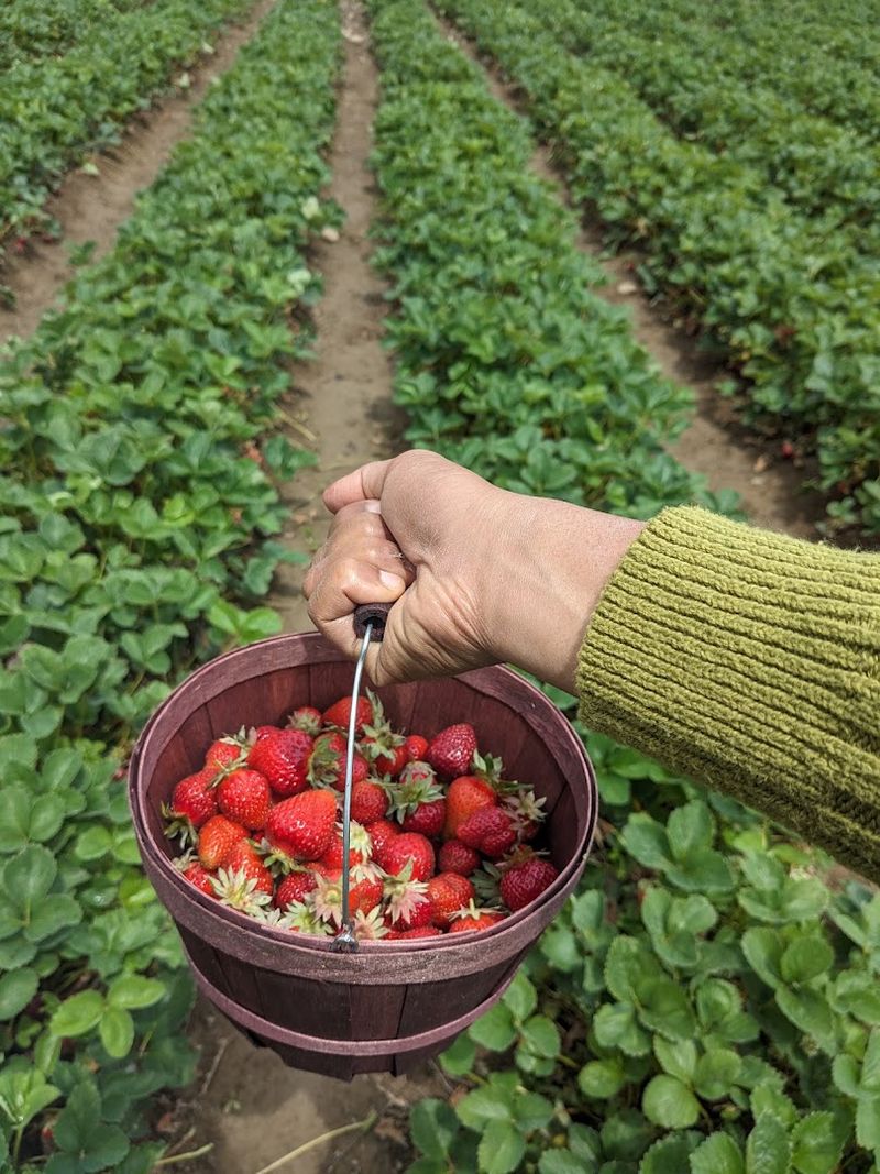 U-Pick Berries And The Irresistible Fall Harvest Festival