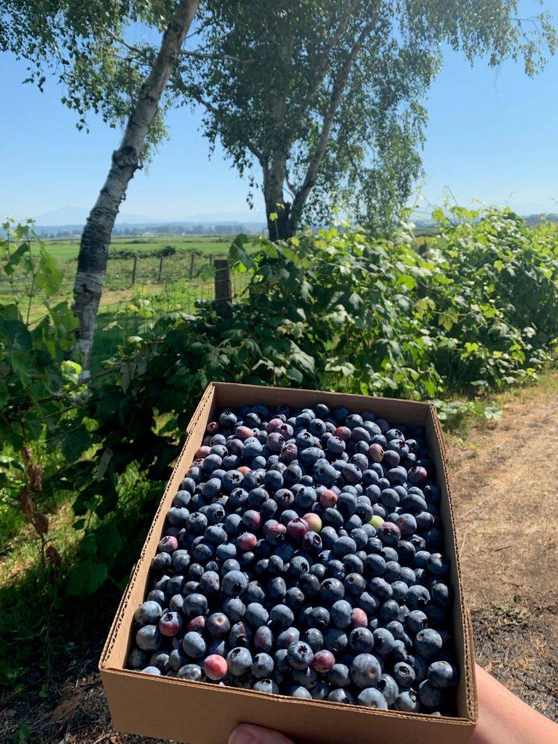 U-Pick Blueberry Season And Simple Pricing