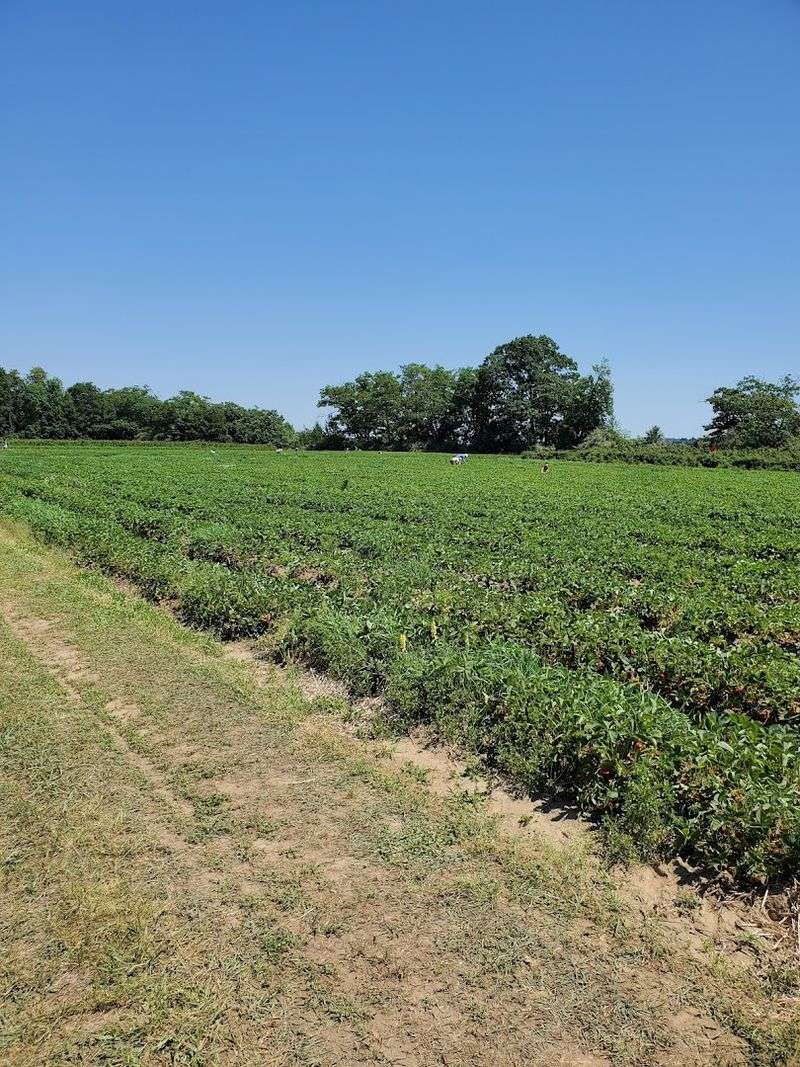U-Pick Fields That Go On Forever