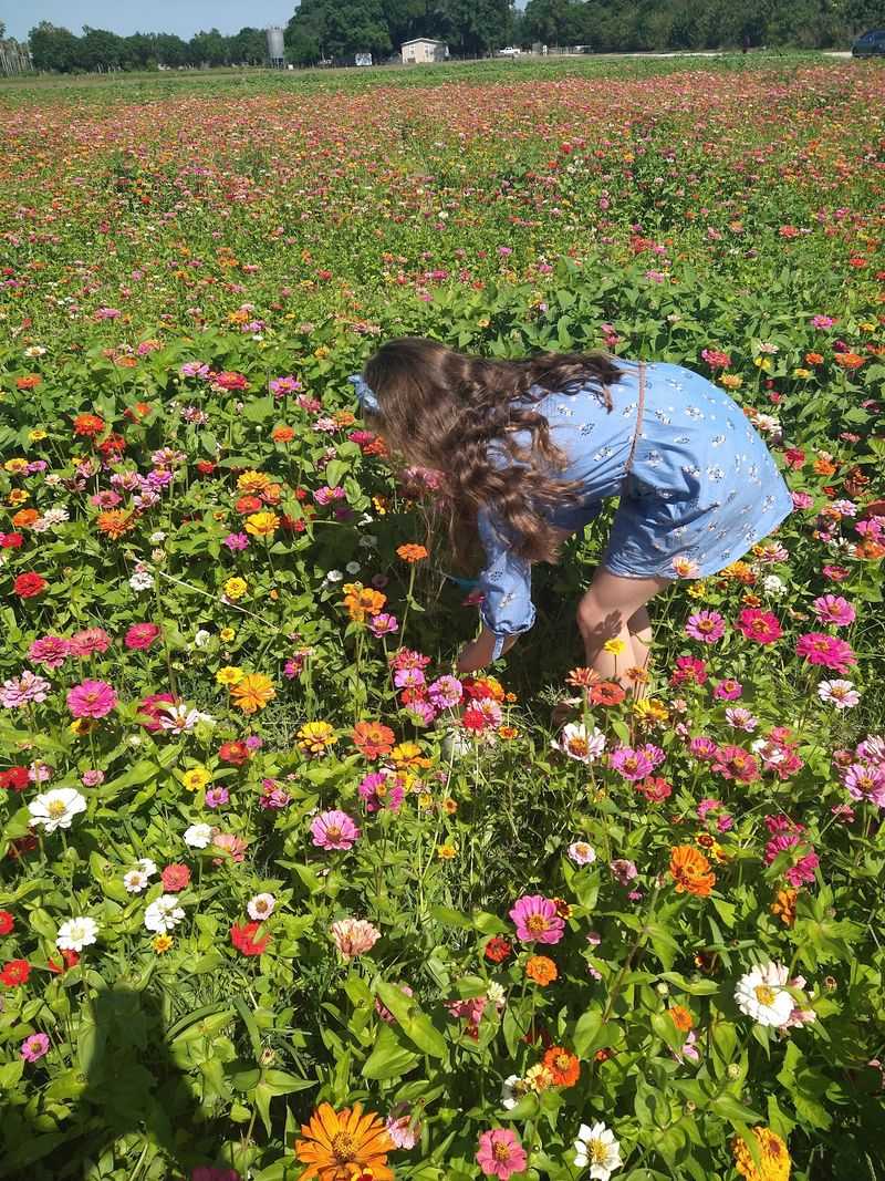 U-Pick Flowers, Sunflowers, And Strawberries