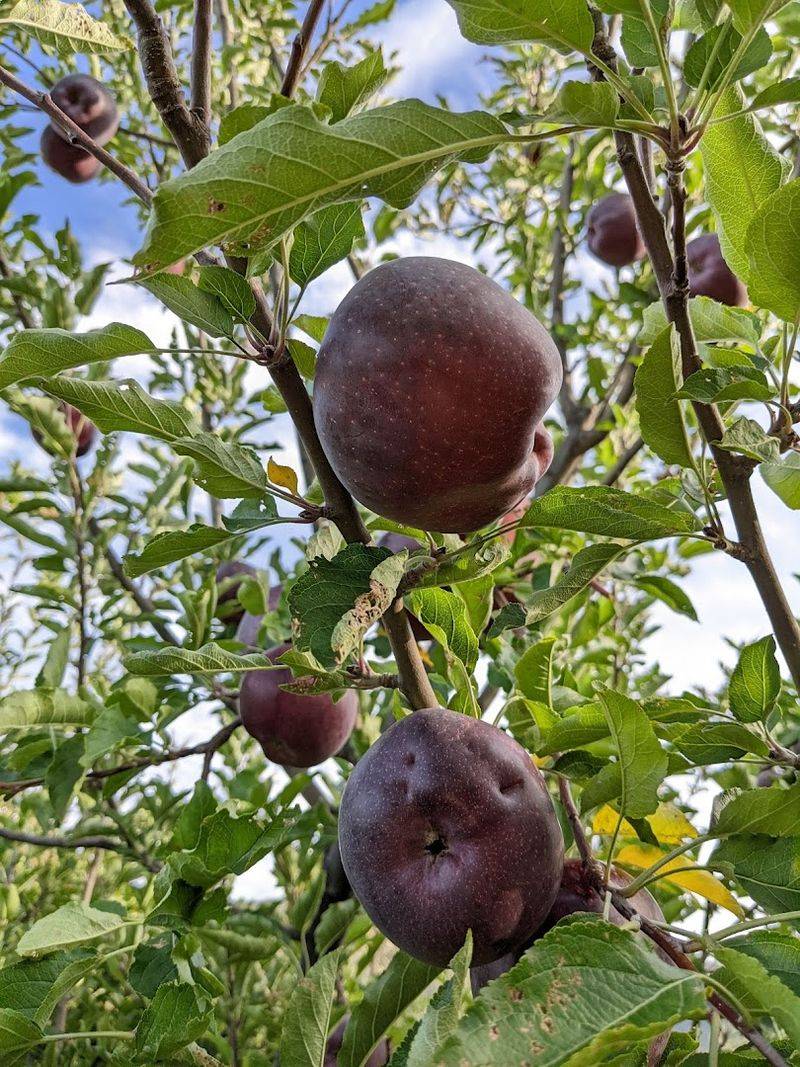 U-Pick Peaches And Why They Taste Better Fresh