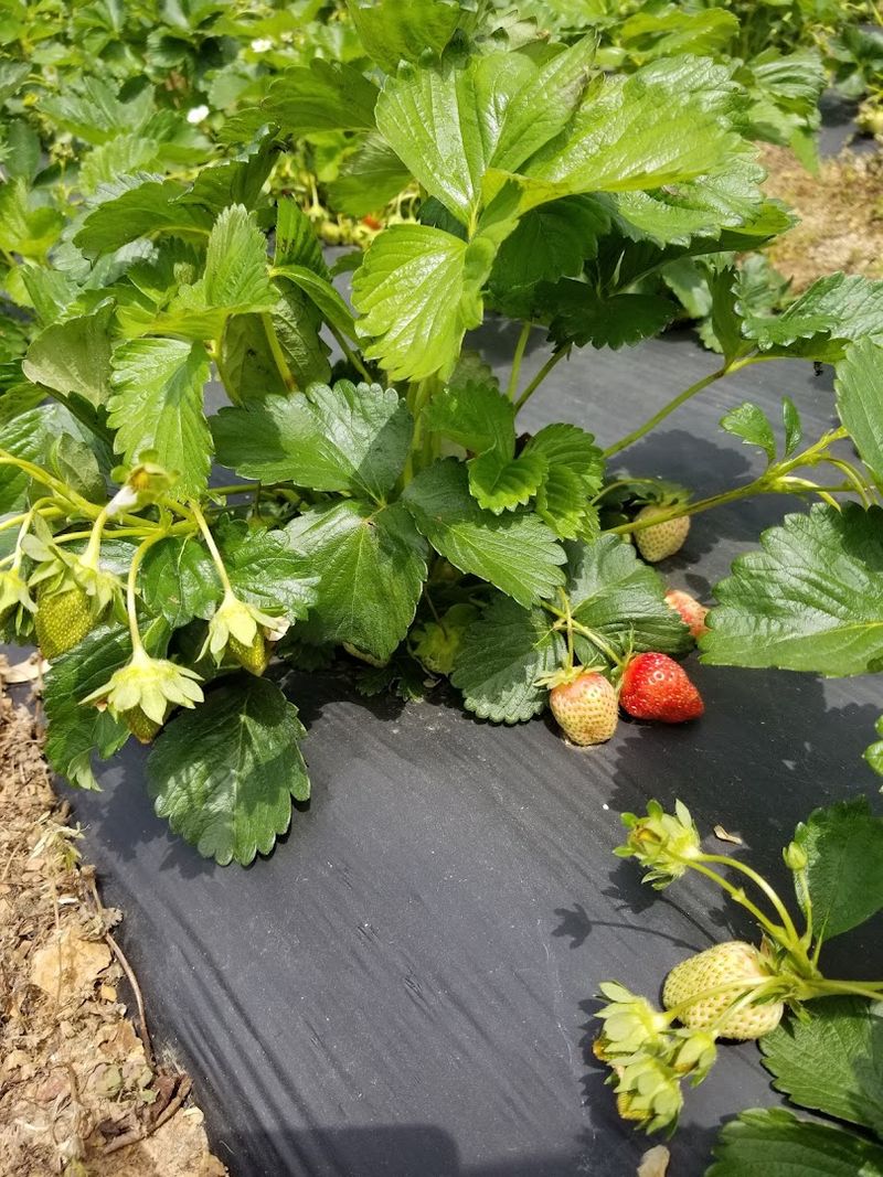 Daily Harvest Conditions Shape The Picking Experience