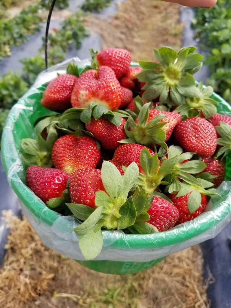 U-Pick Strawberries And The Joy Of Earning Your Fruit U-Pick Strawberries And The Joy Of Earning Your Fruit