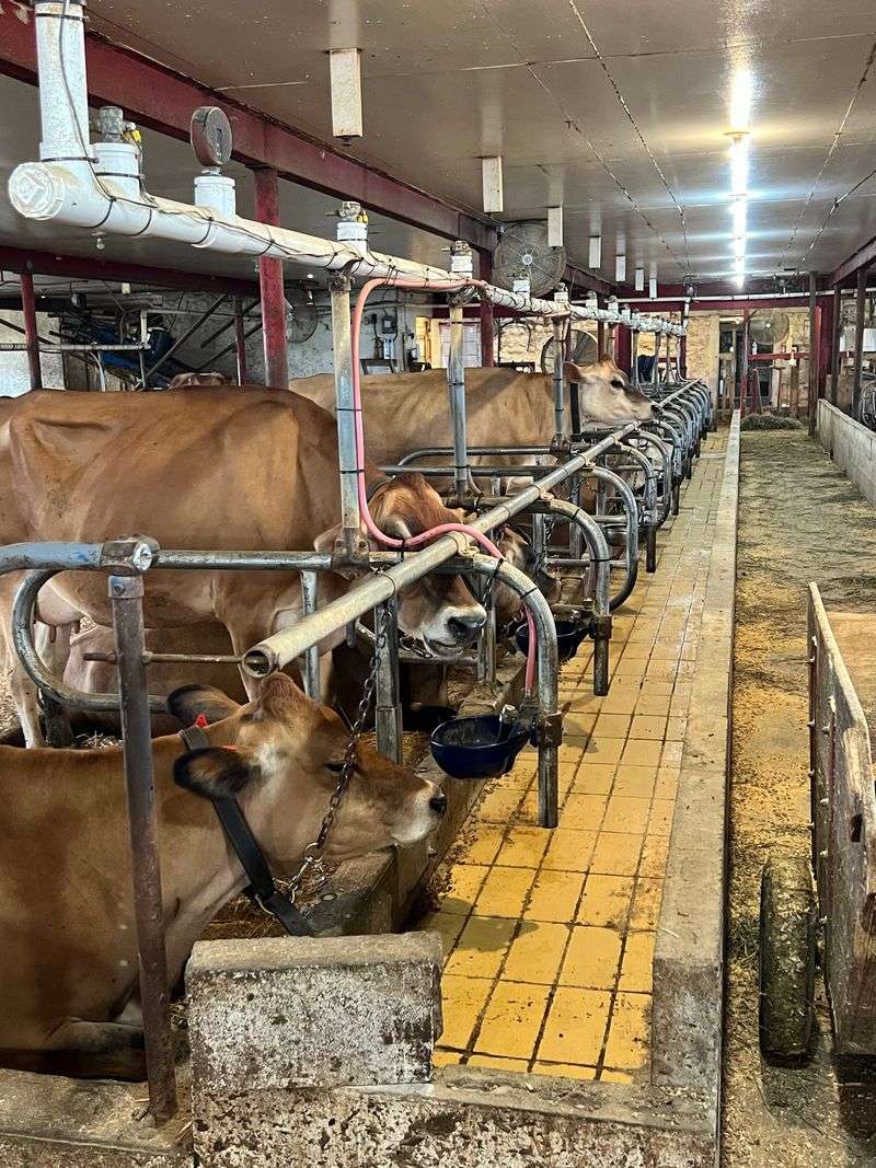 Meeting the Four-Legged Residents