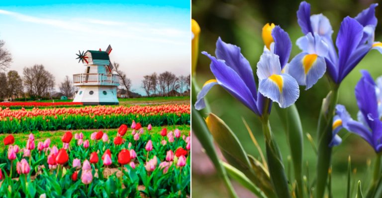 Ultimate Guide To Flower Festivals & Spring Bloom Events In Arkansas For 2026: Dates, Blooms & Insider Tips