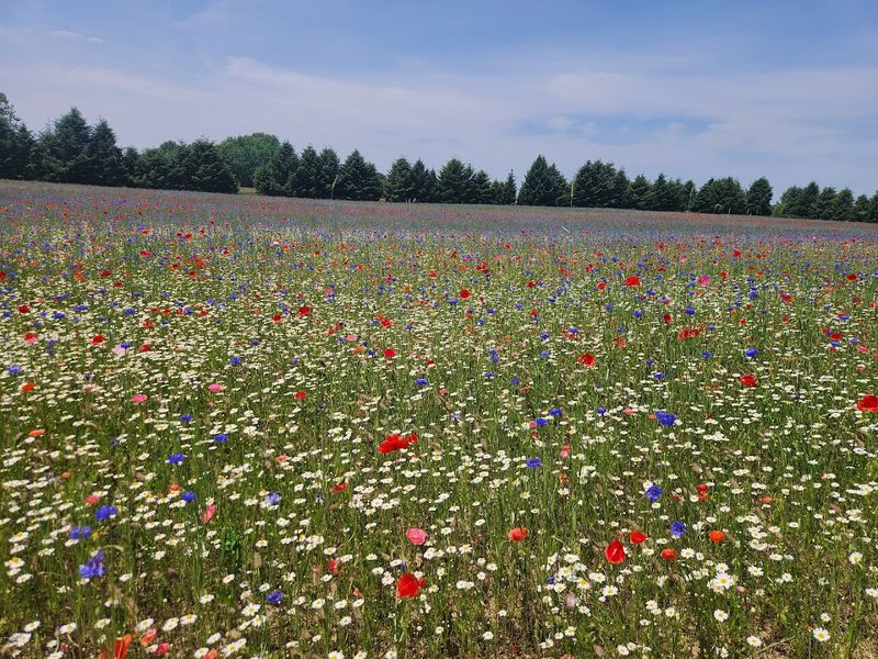 A Sacred Sea Of Crimson