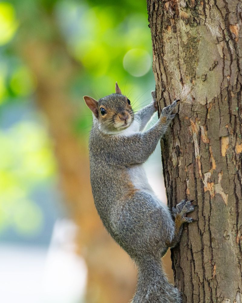 Understand The Real Squirrel Theater