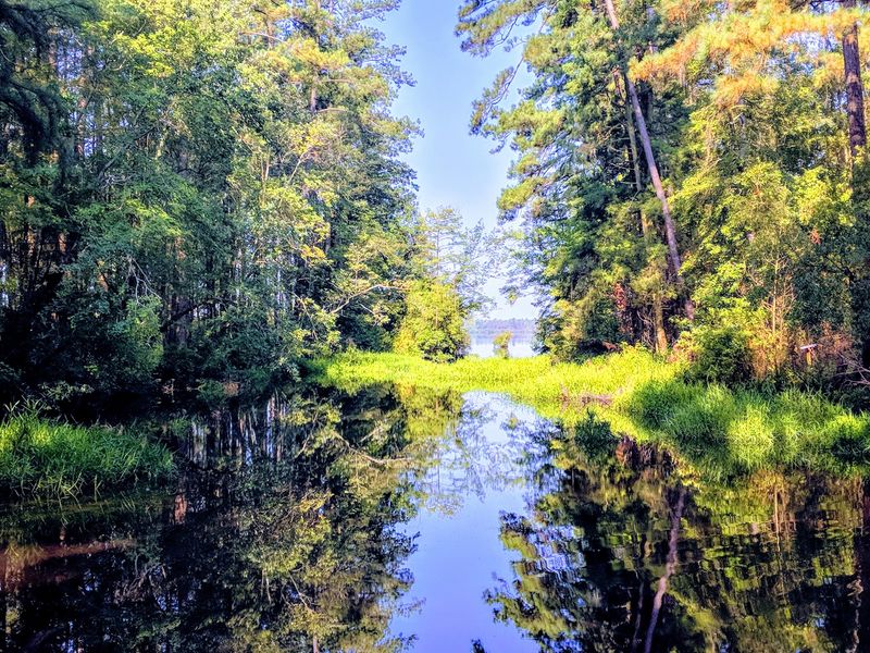 Unraveling The Mystery Of Carolina Bays