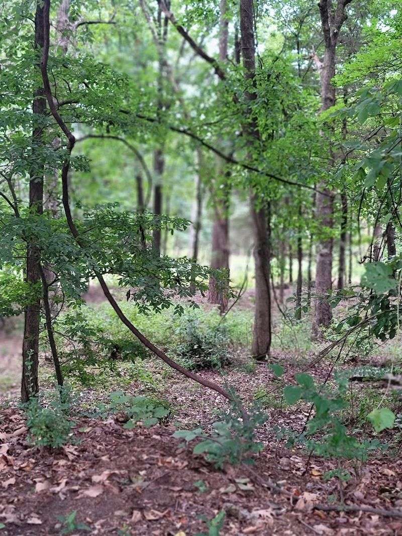 Nature Trails That Lead To Serenity