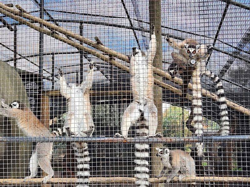Lemur Encounters That Bring Out Everyone's Inner Wildlife Enthusiast