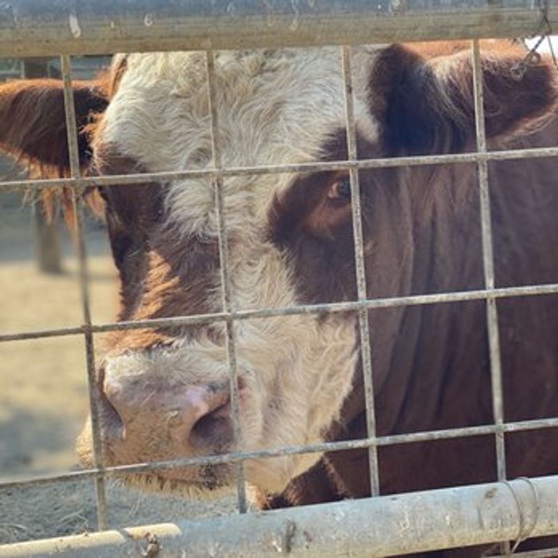 Up Close With The Animal Center