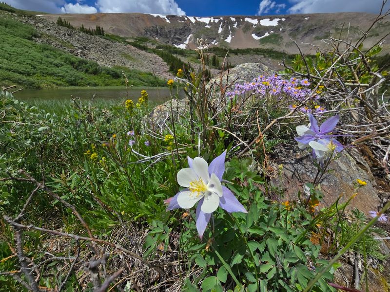 Wildflowers, Wildlife, and What Else the Trail Throws In