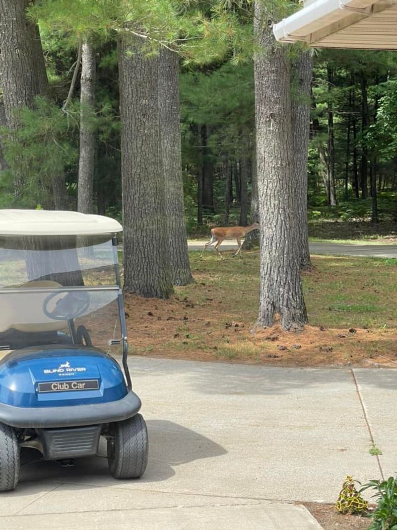 Use The Golf Carts To Read The Landscape
