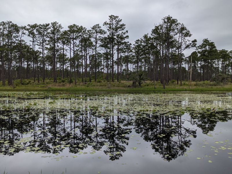 Croatan National Forest - 141 E Fisher Ave, New Bern