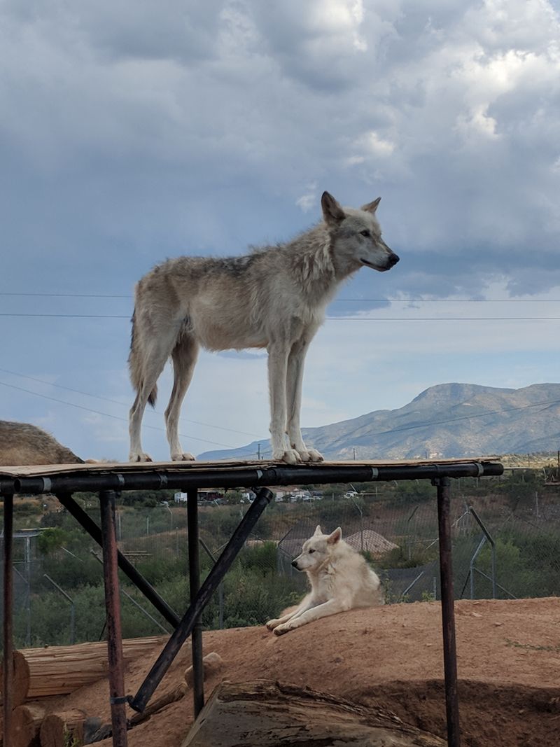 Predator Feeding Sessions That Showcase Natural Behavior