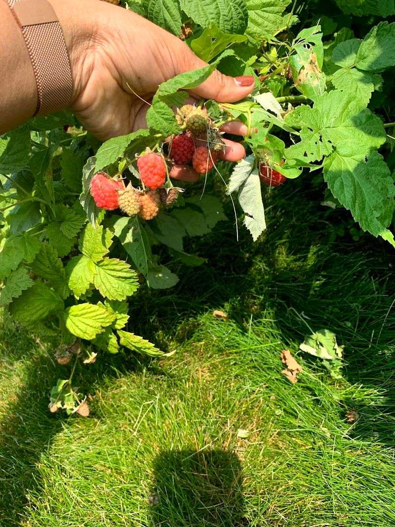 Valley Orchard, Cherry Valley, Illinois