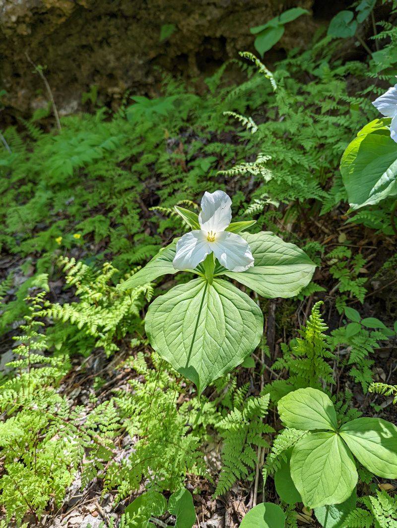 Spring Wildflower Spectacle