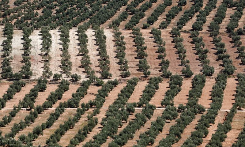 Olive Oil Shortage Looms