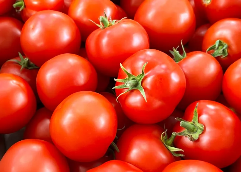 Salmonella Contamination Confirmed
