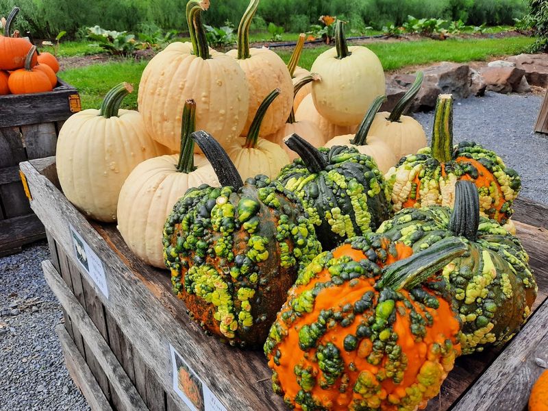 Vegetables and Pumpkins Round Out the Picking Options