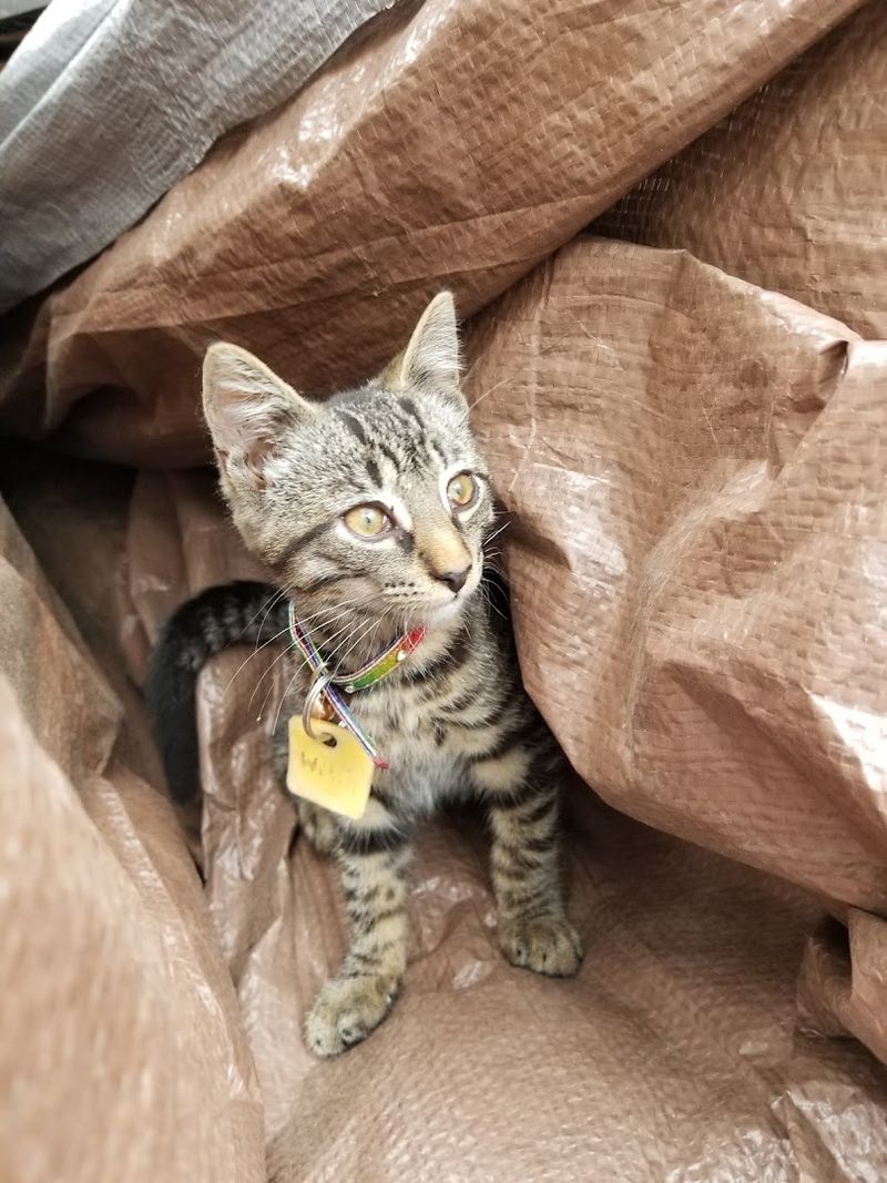 A Pet-Friendly Market That Welcomes Four-Legged Shoppers