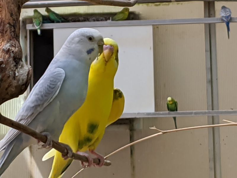 Parakeet Feeding Is A Hands-On Highlight