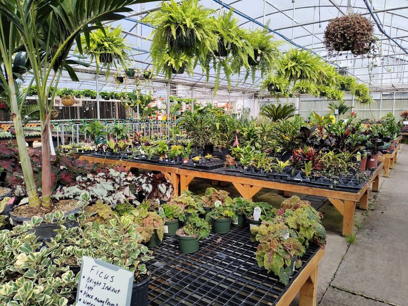 Greenhouse Corners Filled With Tropical And Houseplants