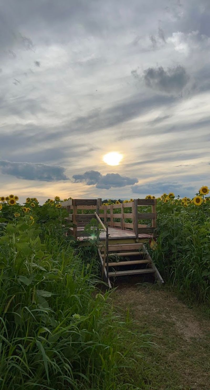 Viewing Platforms: Getting the Best Angles Across the Farm