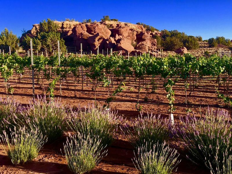 Vineyards and Tastings on the Same Grounds
