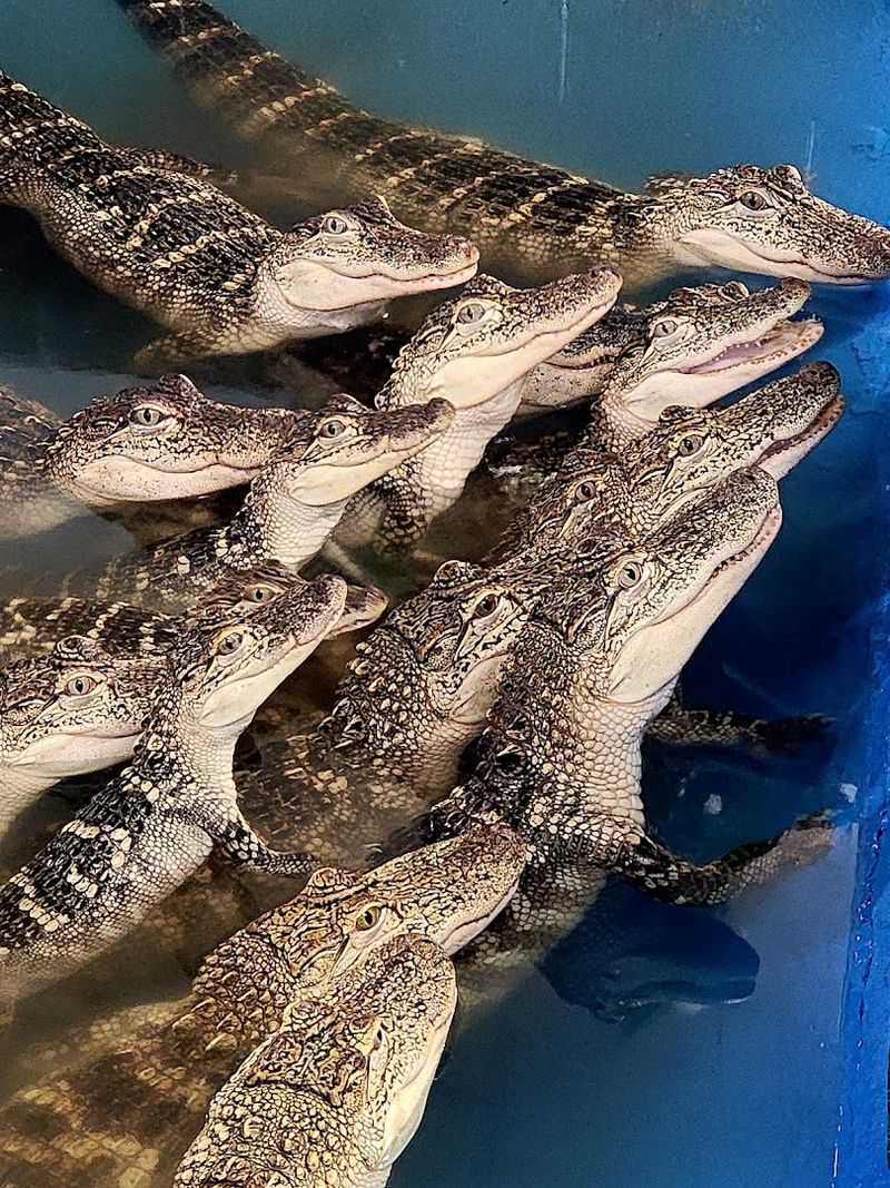 Educational Focus Blends Curiosity And Caution