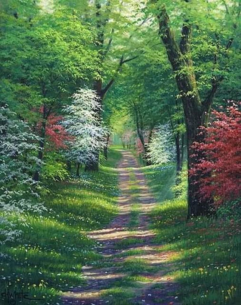 Scenic Byways Through Forested Hills