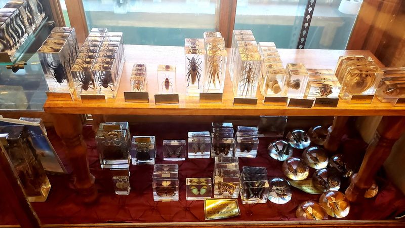Vintage Taxidermy And Preserved Wet Specimens