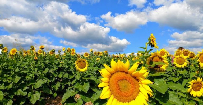 Virginia Families Drive Hours To Visit This Tiny Farm With The Most Beautiful Sunflower Fields In The State