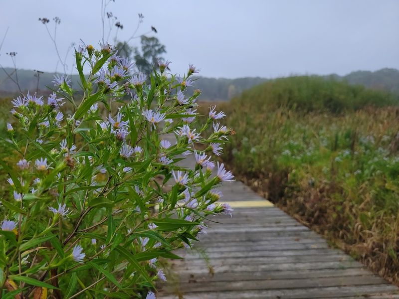 Visit During Warbler Season