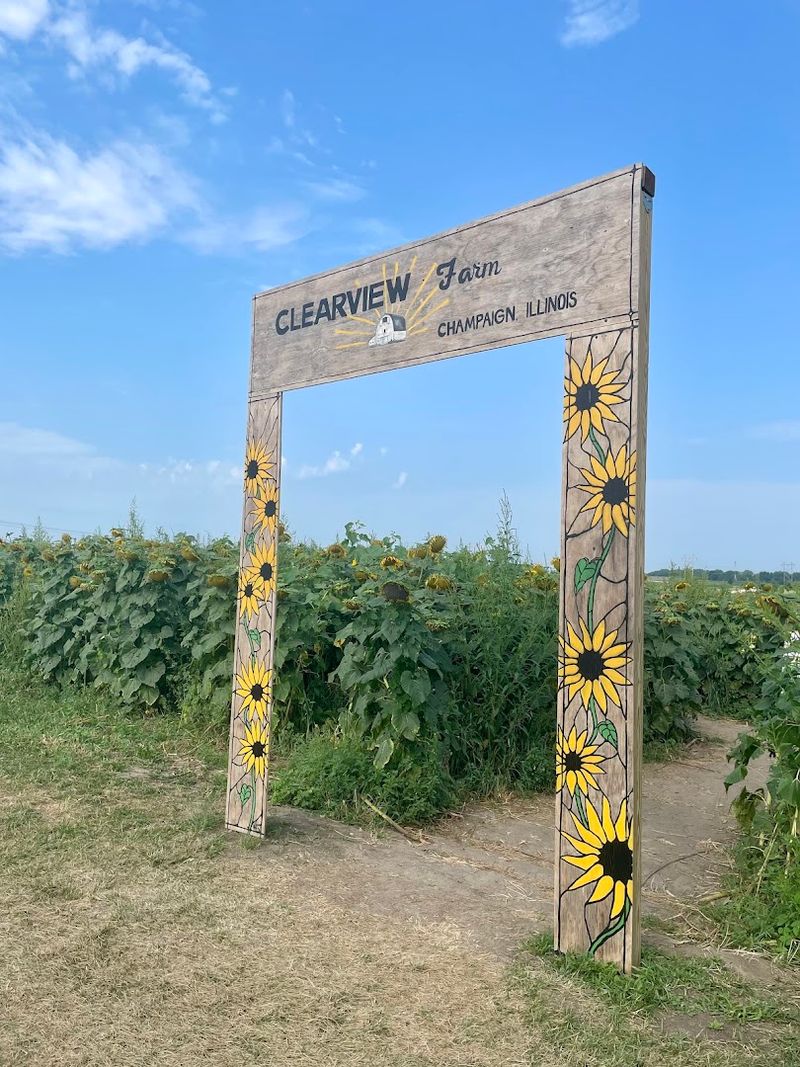 Smart Tips For The Perfect Sunflower Field Visit